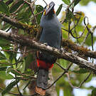 Toucan montagnard