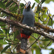 Plate-billed Mountain Toucan