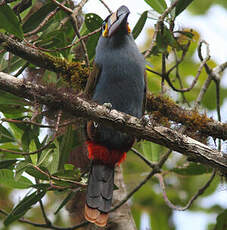 Toucan montagnard