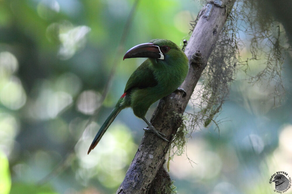 Crimson-rumped Toucanetadult, identification