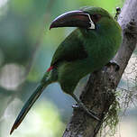 Toucanet à croupion rouge