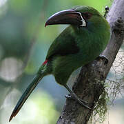 Crimson-rumped Toucanet