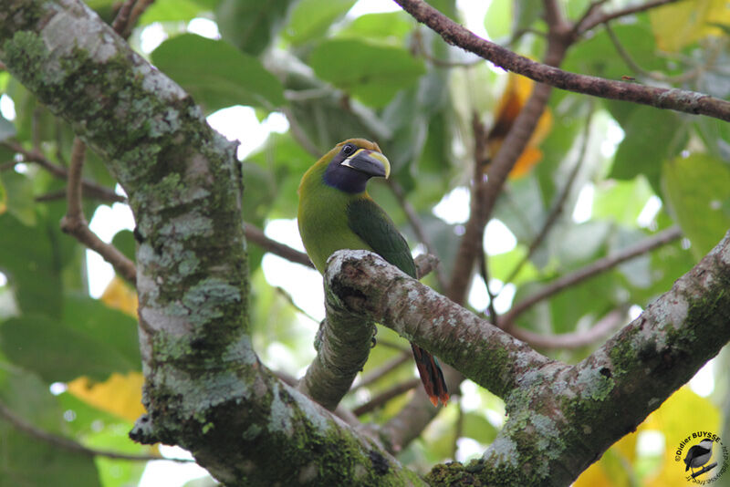 Blue-throated Toucanetadult, identification