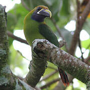 Toucanet à gorge bleue