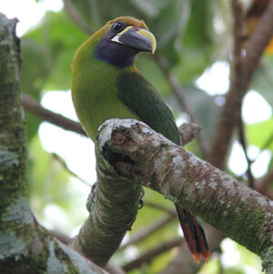 Toucanet à gorge bleue