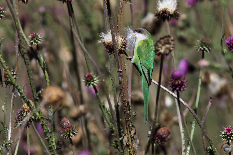 Grey-hooded Parakeetadult, identification, habitat, eats