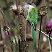 Grey-hooded Parakeet