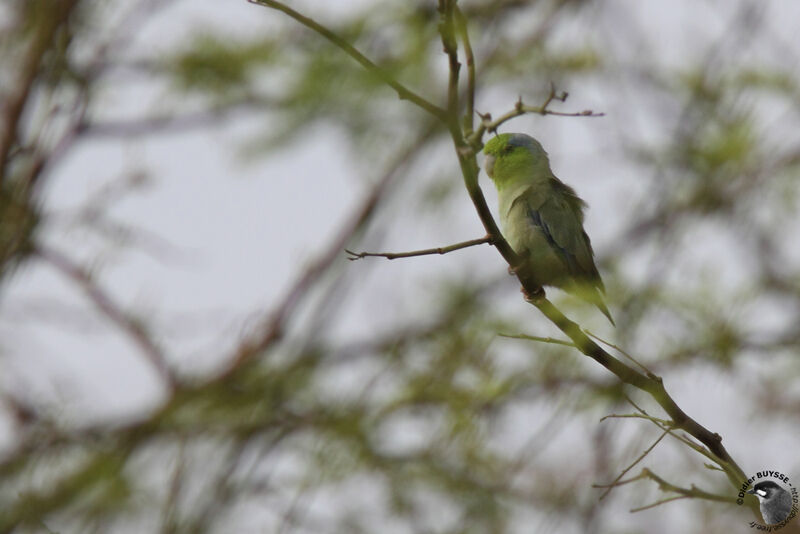 Pacific Parrotlet male adult, identification