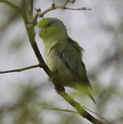 Pacific Parrotlet