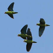 Cobalt-winged Parakeet