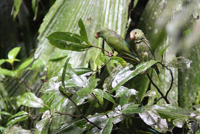 Cobalt-winged Parakeetadult, identification