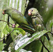 Cobalt-winged Parakeet