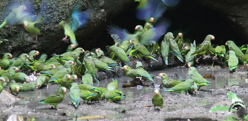 Cobalt-winged Parakeet, identification, feeding habits