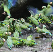 Cobalt-winged Parakeet