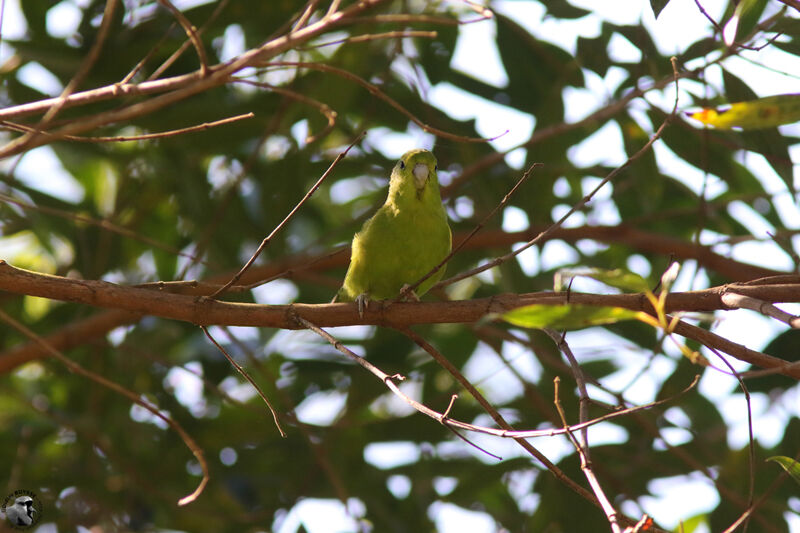 Cobalt-rumped Parrotlet, identification