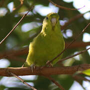 Cobalt-rumped Parrotlet