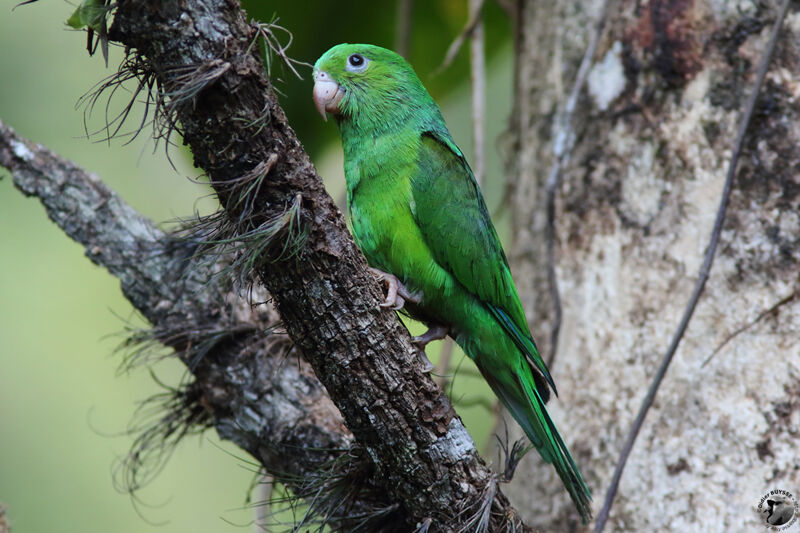 Plain Parakeetadult, identification