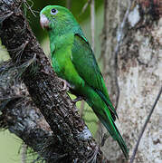 Plain Parakeet