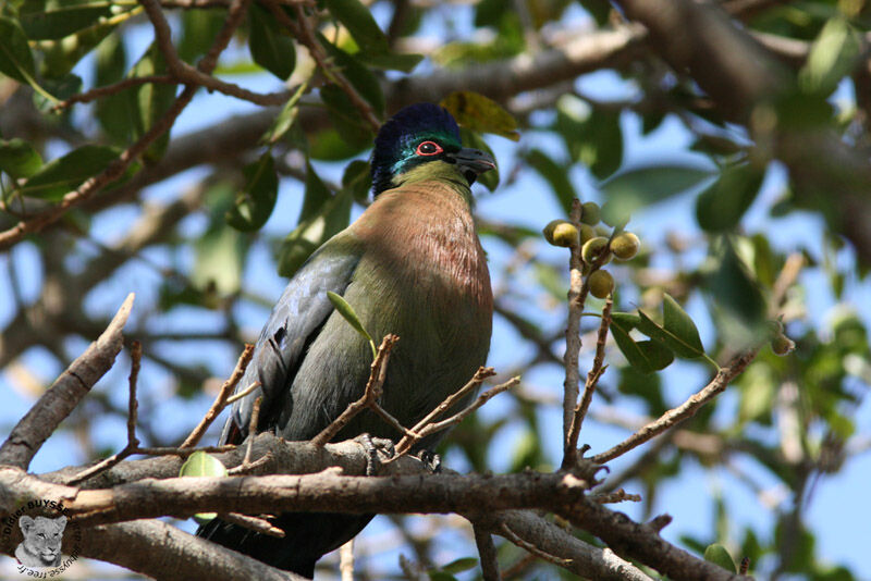 Touraco à huppe splendide, identification