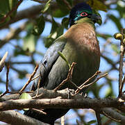 Purple-crested Turaco