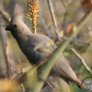 Grey Go-away-bird