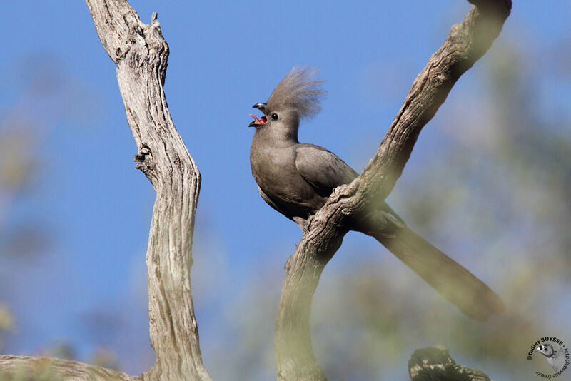 Grey Go-away-bird, identification