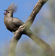 Grey Go-away-bird