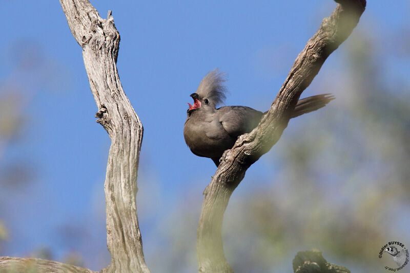 Touraco concolore, identification, Comportement