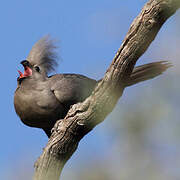 Grey Go-away-bird