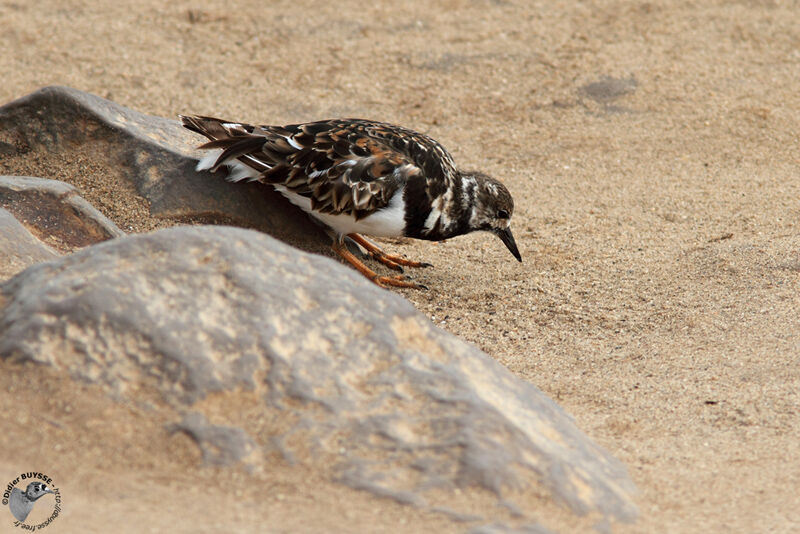 Ruddy Turnstone, identification