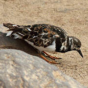 Ruddy Turnstone