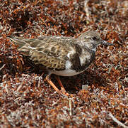 Ruddy Turnstone