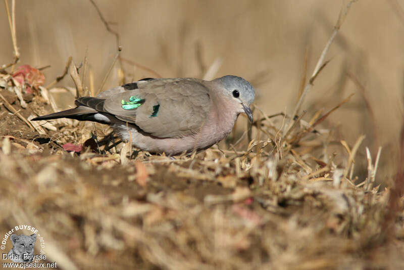 Emerald-spotted Wood Doveadult, pigmentation