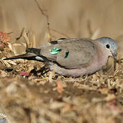 Emerald-spotted Wood Dove