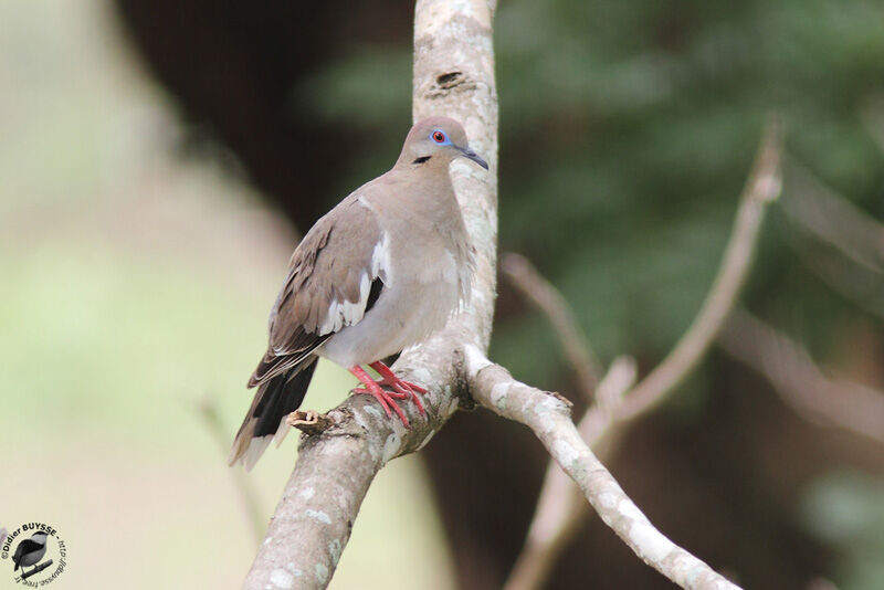 White-winged Doveadult, identification