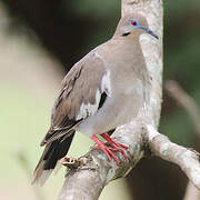 White-winged Dove