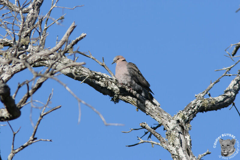 Red-eyed Doveadult, identification