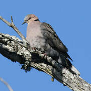 Red-eyed Dove