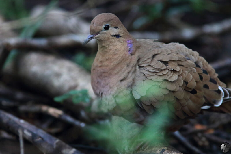 Zenaida Doveadult, identification