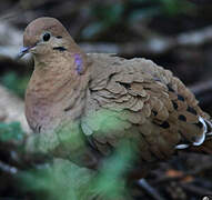 Zenaida Dove