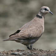 Red Collared Dove