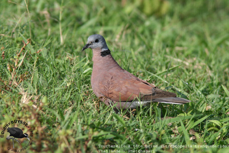 Red Collared Dove male