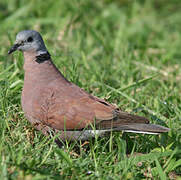 Red Collared Dove