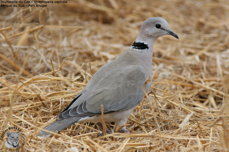 Tourterelle du Cap, identification