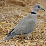 Ring-necked Dove