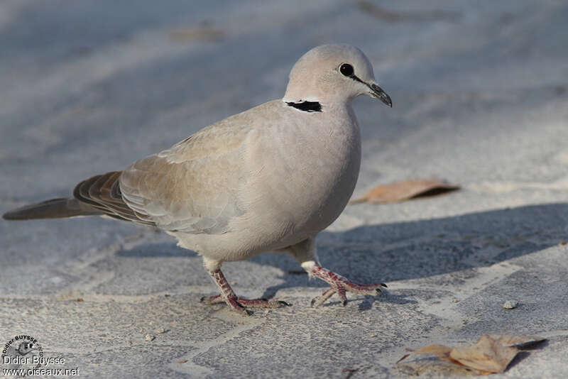 Ring-necked Doveadult, identification