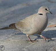 Ring-necked Dove