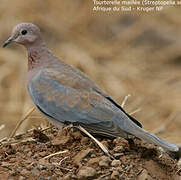 Laughing Dove