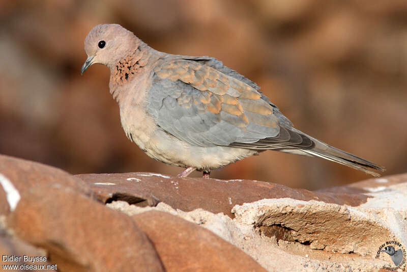 Laughing Doveadult, identification