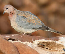 Laughing Dove